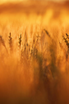Licensed from https://yayimages.com/49095316/wheat-in-the-rays-of-dawn-ears-of-wheat-ripen-in-the-field-wheat-field-agriculture-agricultural-background-ecological-clean-food-food-safety-green-wheat-fields.html